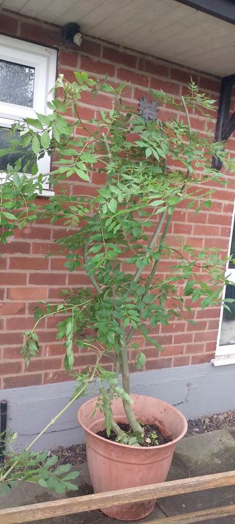 Large green ash tree