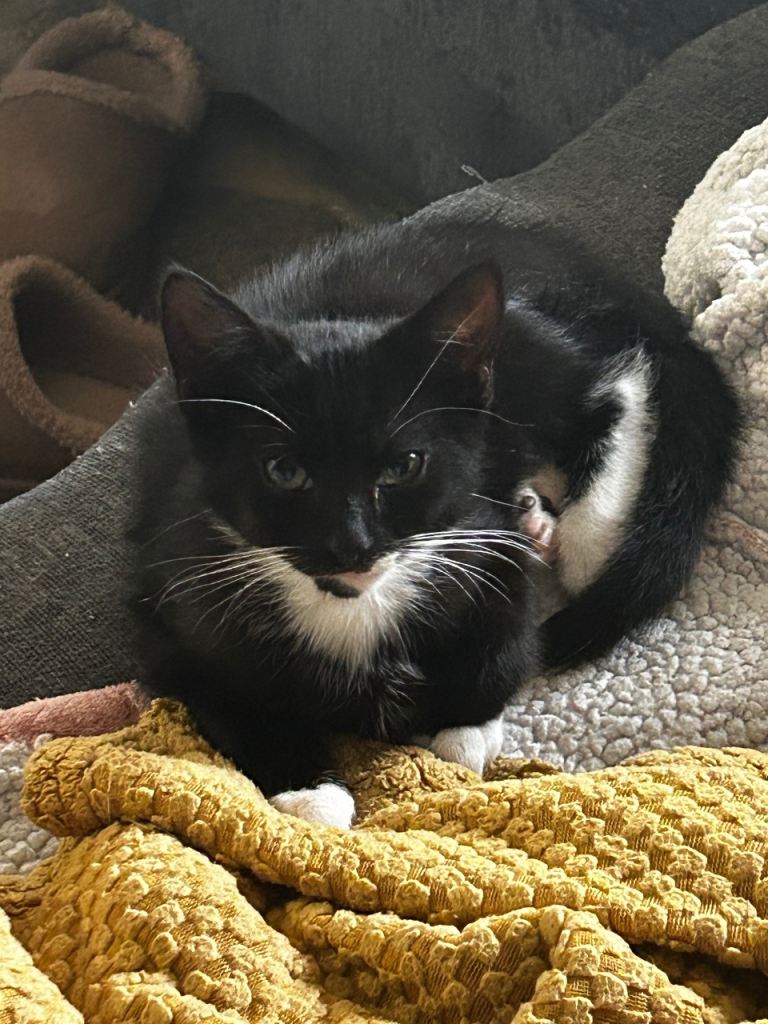 Kittens 