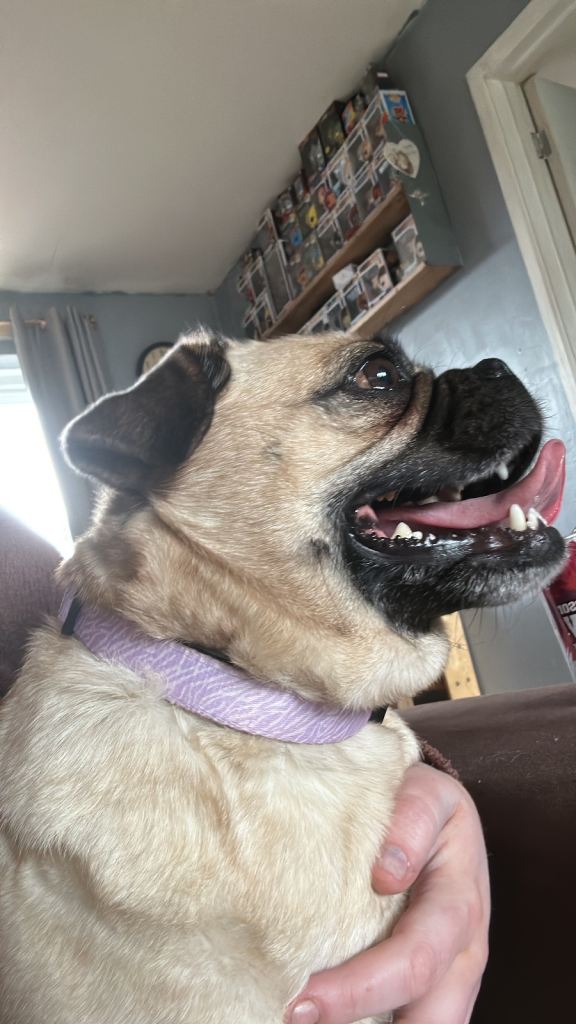 female pug 