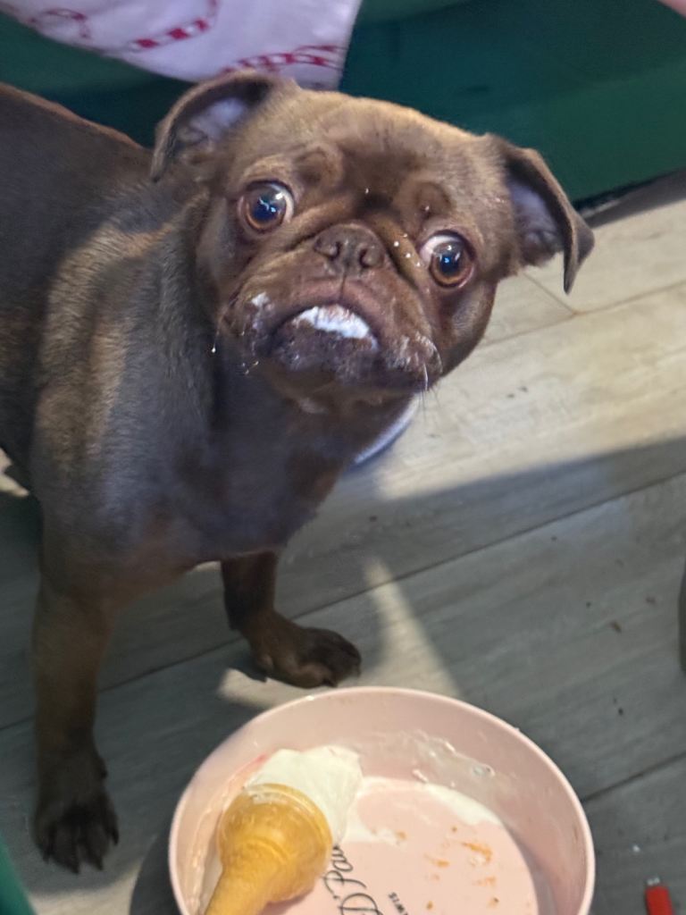 2 year old female miniature pug