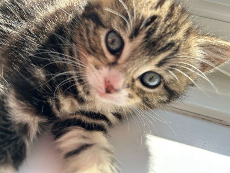 New litter of 3 healthy adorable kittens 