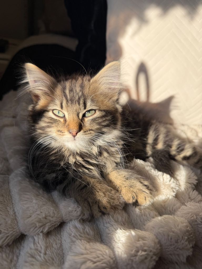 Beautiful English Kittens for sale 
