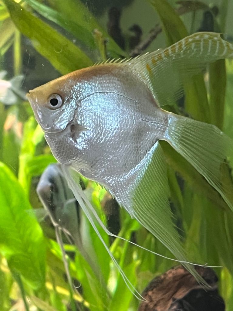 Selection of pure bred Angelfish. 