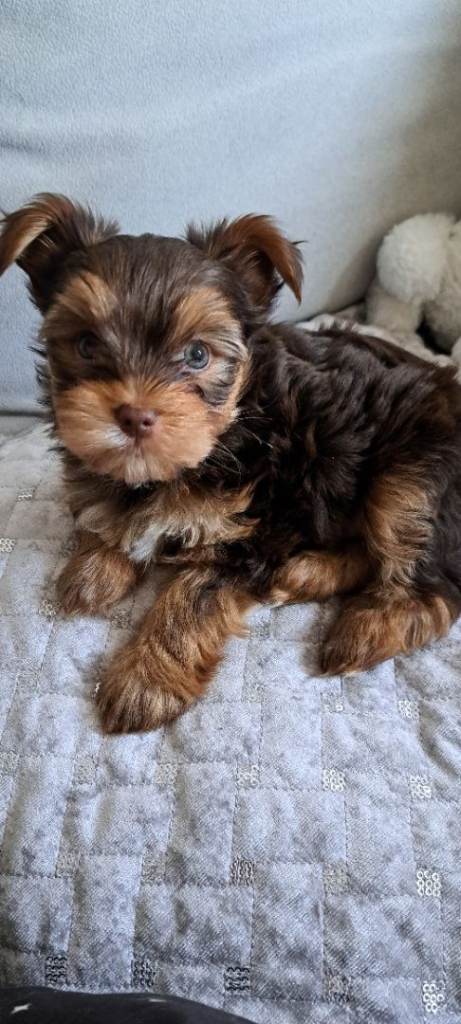 Yorkshire Terrier puppies (Chocolate boys and 1 black girl)
