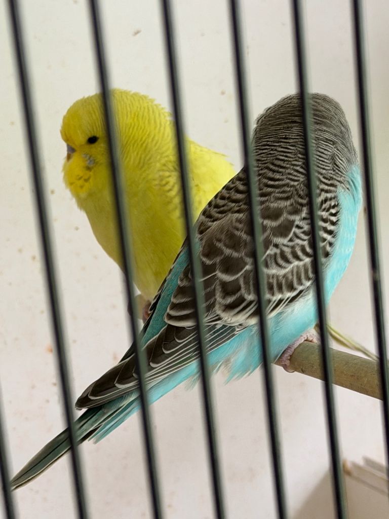 Beautiful colour baby budgies 