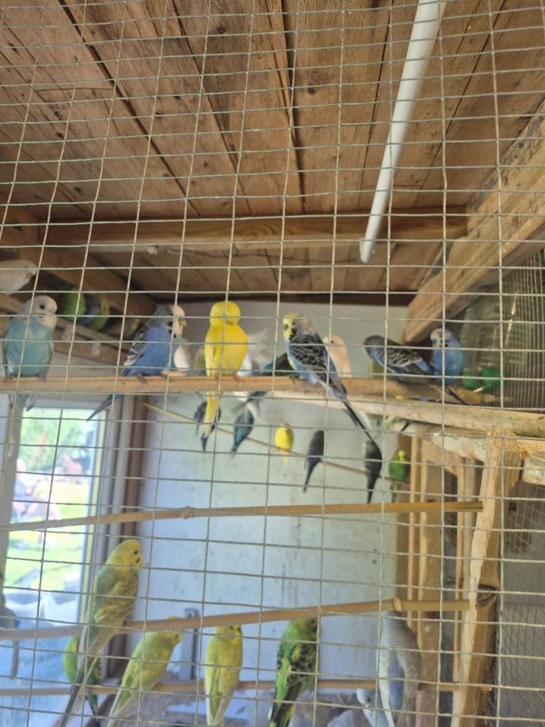 Budgies for sale 