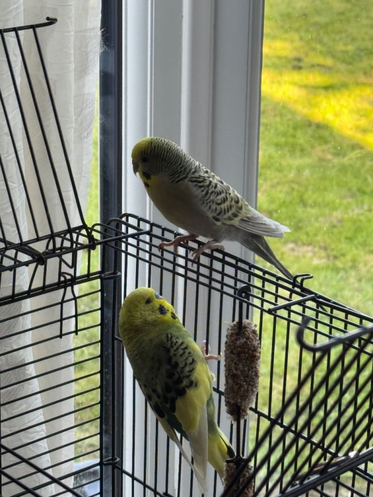 2 male TAME budgies PLUS cage (cage was£50) 