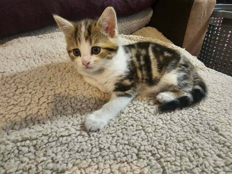 5 kittens available, 2 boys 3 grirls
