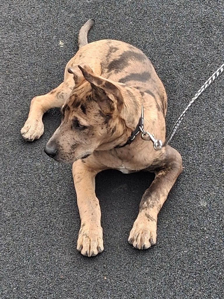 Malibu cross bully male dog 