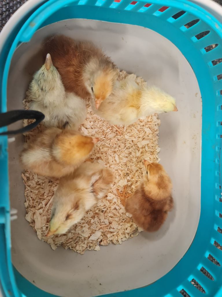 Chicken chicks and poultry available 