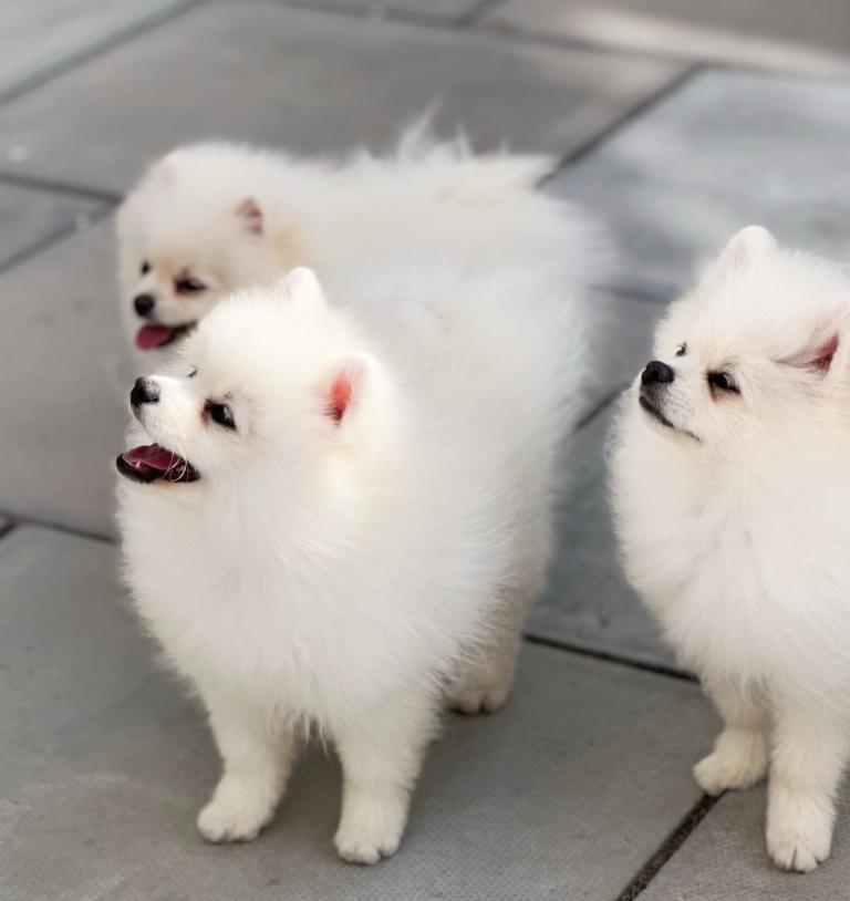 Boy puppy 