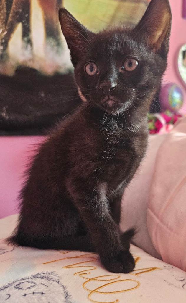 Kittens for sale 