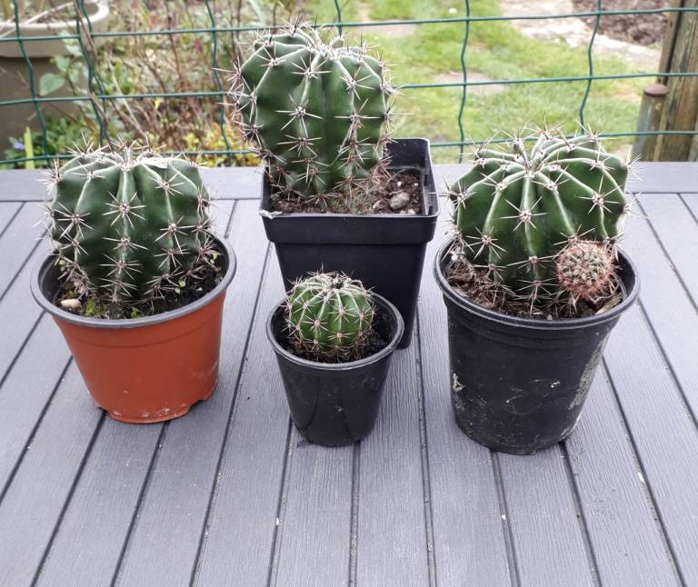 CACTUS PLANTS