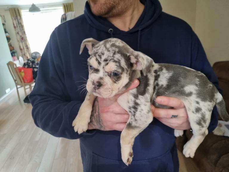 Beautiful bulldog puppys