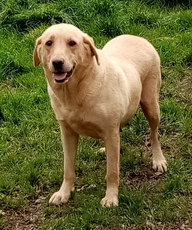 Labrador Dog For Sale