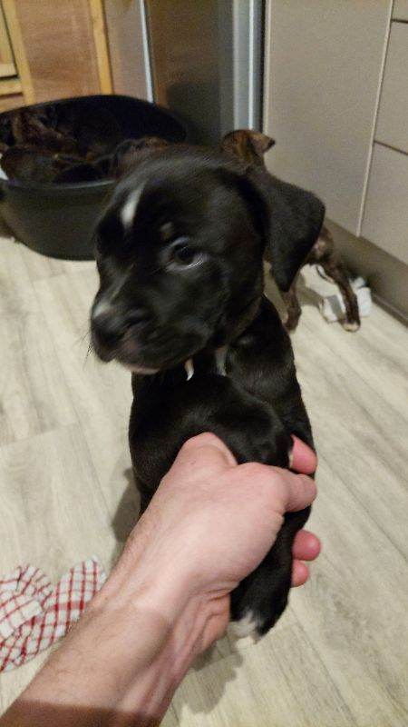 Cane Corso cross American bulldog puppy's 