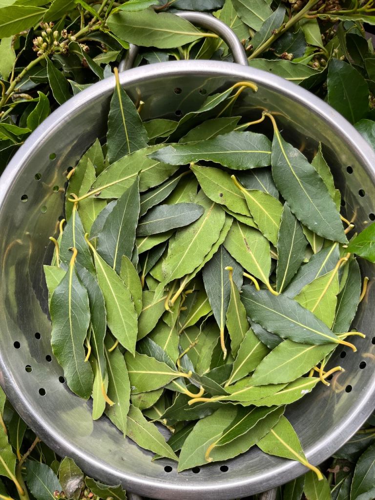 Fresh or Dried Indian Homegrown Bay Leaves 