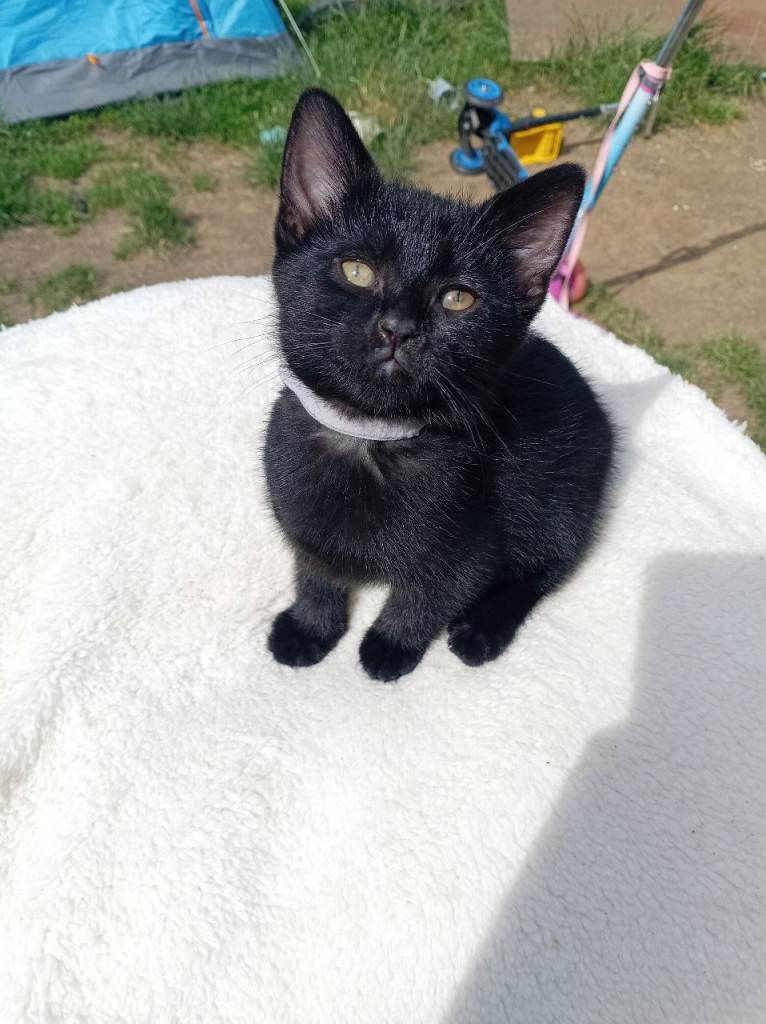 Black kittens