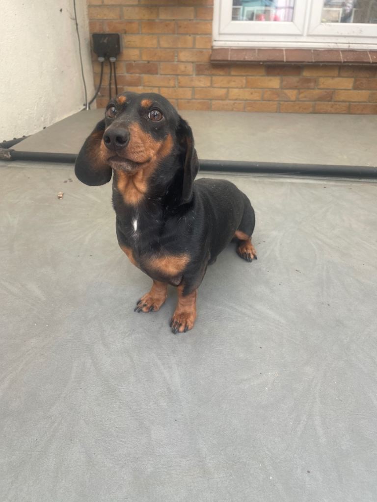 Miniature Dachshund 