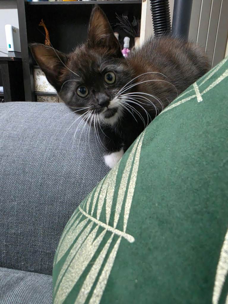 Adorable Half-Maine Coon Kitten Available Now