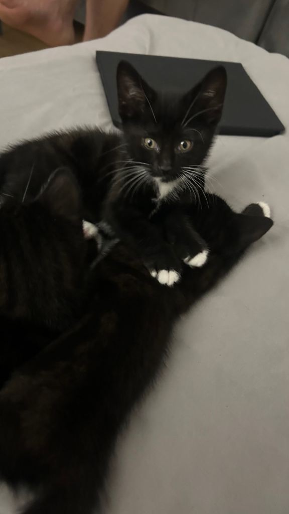 2 Kittens for sale 