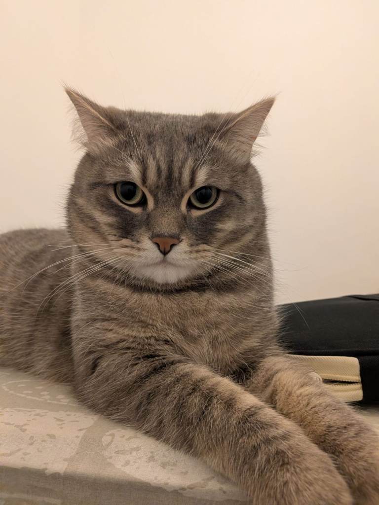 Tabby Cat for sale to a loving home