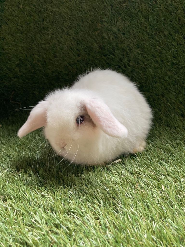 Mini lop