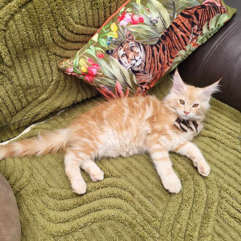 Maine Coon kittens ready now