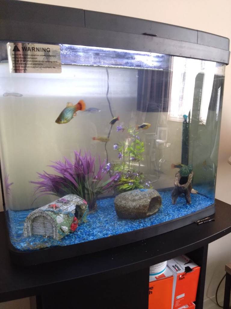 Fish and 40L tank 
