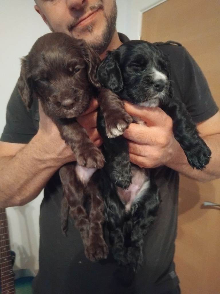 Sprocker Puppies