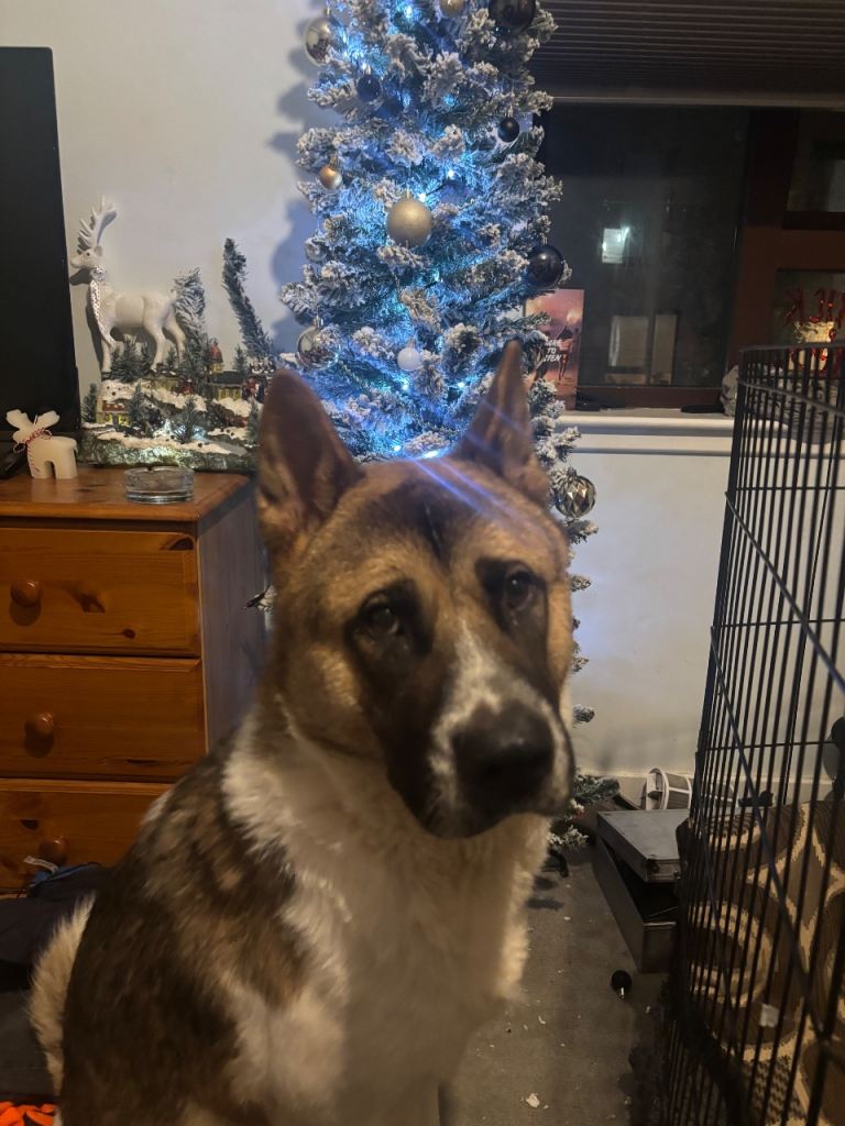 3 year old American Akita ( Koda )