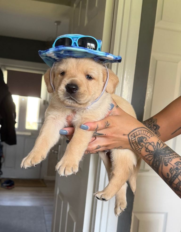 Goldador puppies for sale (Labrador x golden retriever) 