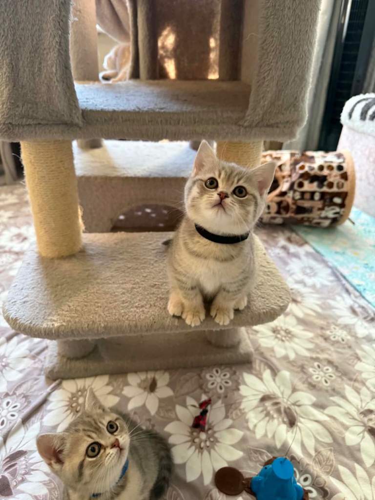 BSH kittens for sale 