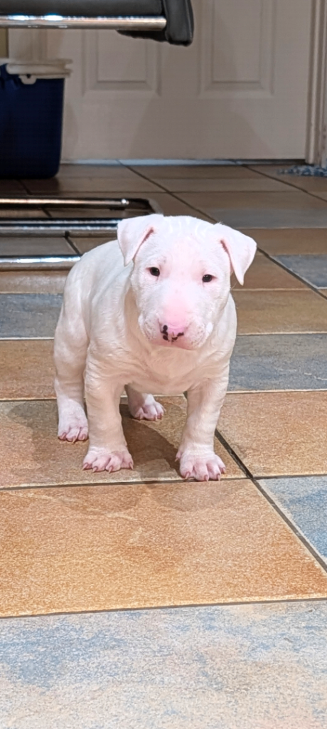 English bull terrier pups