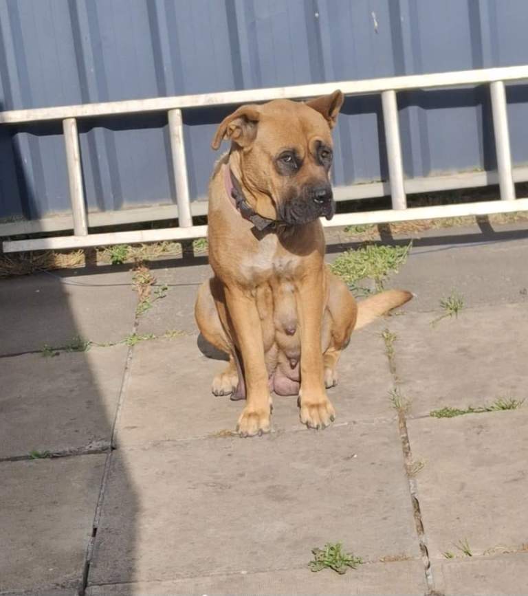 Cane corso x American bulldog  Last puppy 