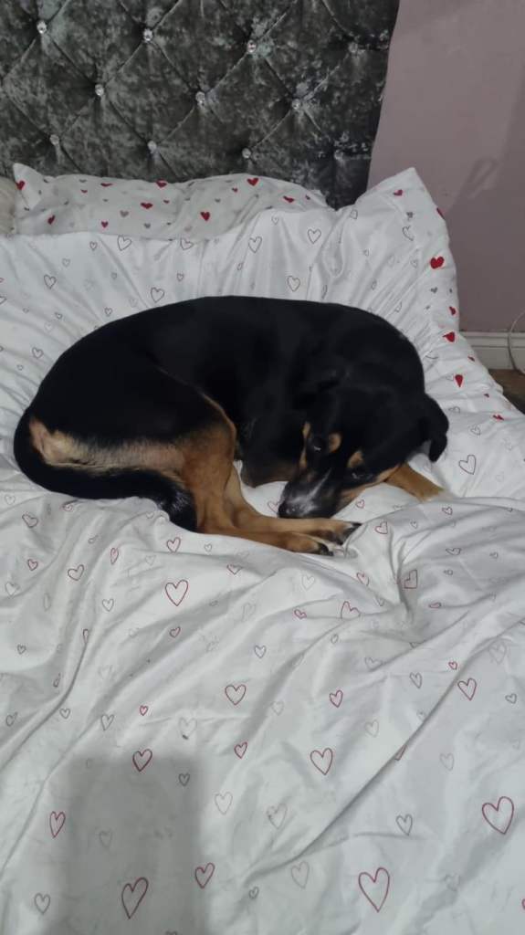Dog to rehome