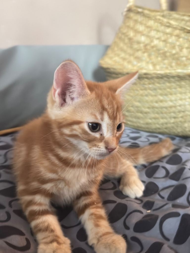 Adorable Kittens Ready for New Homes
