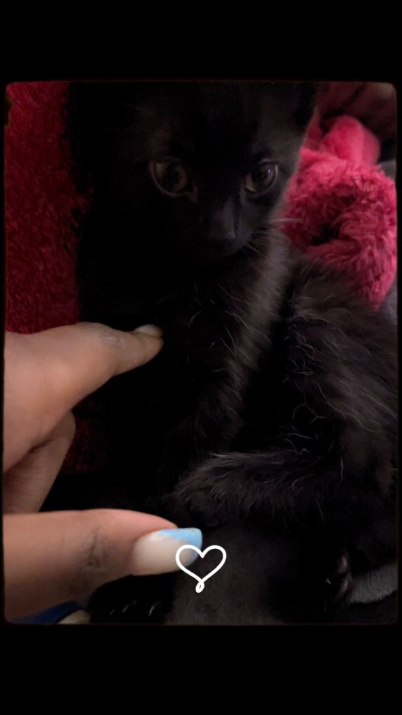 Kitten 