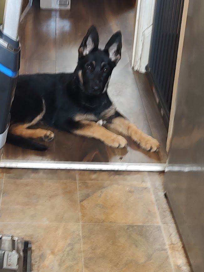 16 week old German Shepherd Female puppy for sale | in Huddersfield ...