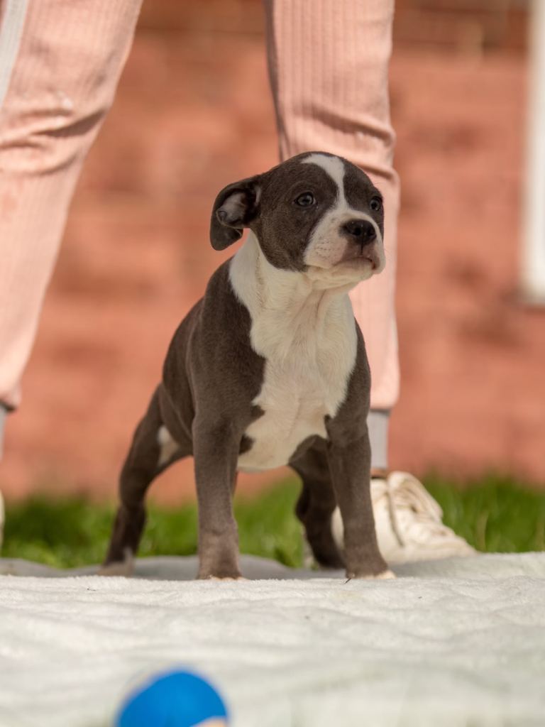 💙 BLUE STAFFORDSHIRE BULL TERRIER PUPPIES 💙