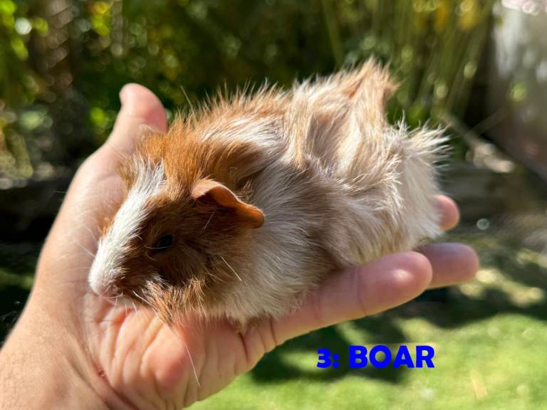 Guinea Pigs - ready now
