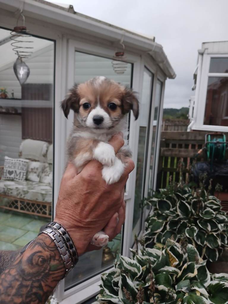 🌟5 Jack russell/shitzu x chihuahua puppies🌟ONLY 1 MALE LEFT NOW