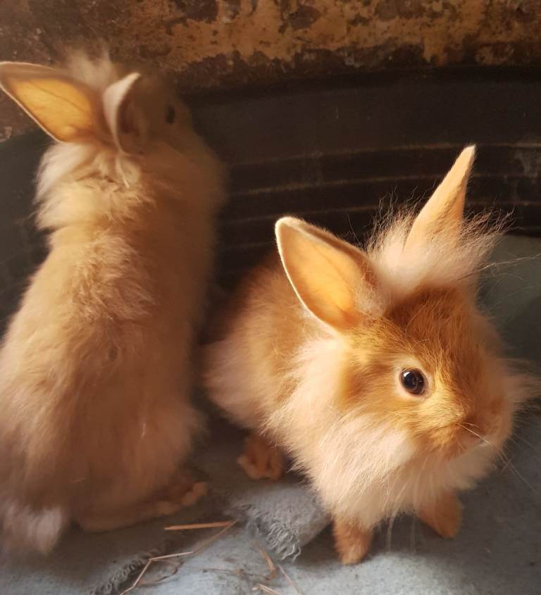 Double maned Lionhead baby rabbits + netherland dwarf