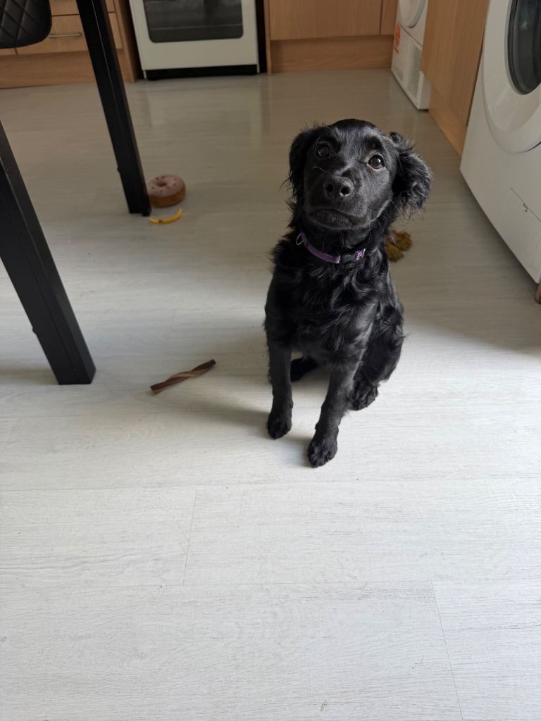Cockapoo 5 month old 