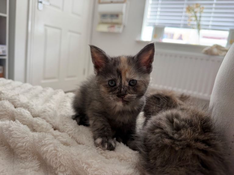 Female Kitten - Ready in July 🤍