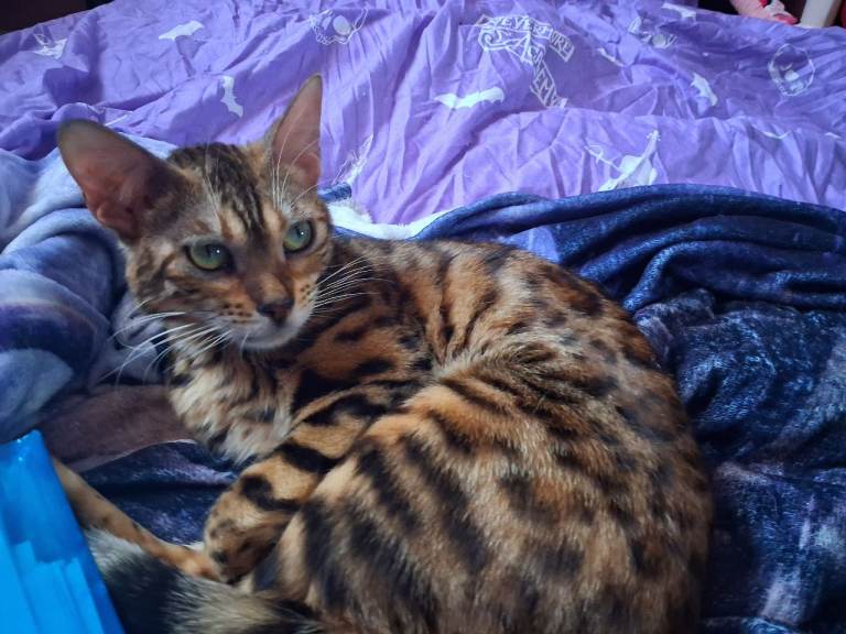 Bengal cat 1 year old to rehome.  Collection now pending