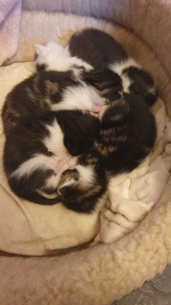 Beautiful kittens looking for their forever family. 