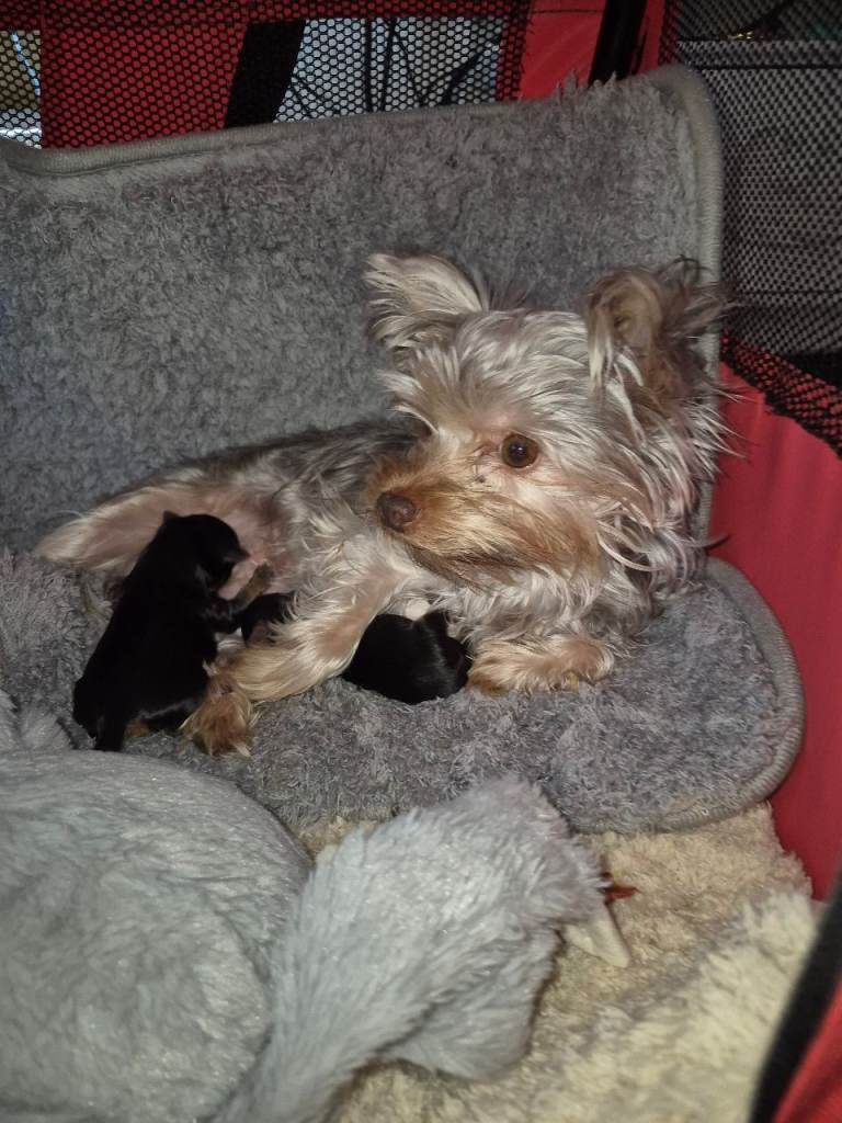 Two handsome yorkie boys 