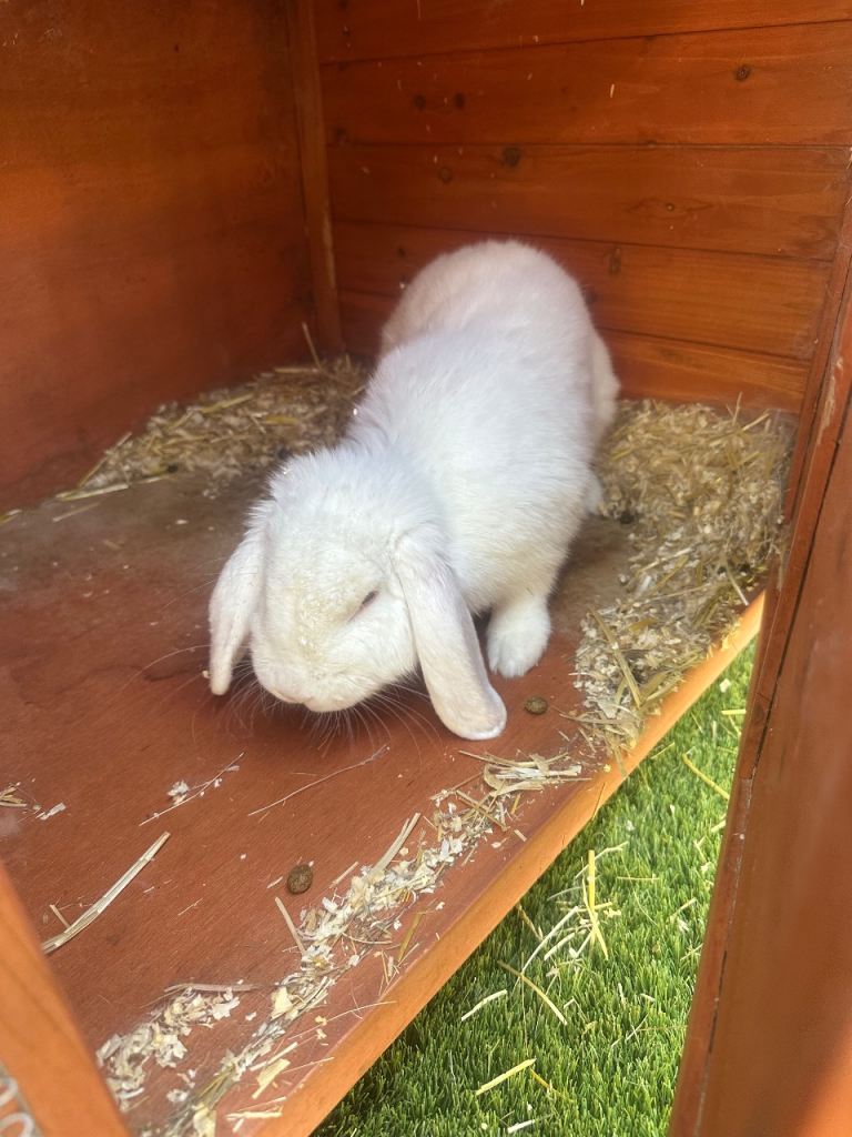 2 rabbits for sale £75 for the both one male one female with double cage