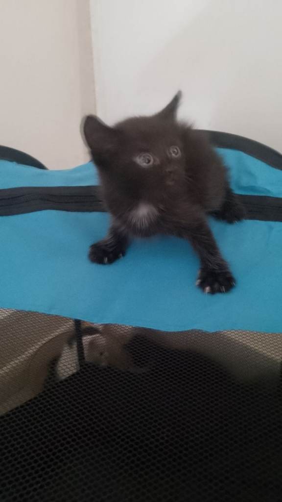 Fluffy playful kittens